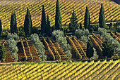 Vineyards, Olive trees and Cypresses, cultivated Mediterranean landscape, colours of autumn, near Montalcino, Tuscany, Italy
