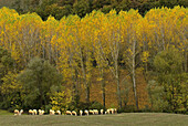 Tuscan landscape, deciduous forest and pastureland, flock of sheep, line of poplar trees, colours of autumn, Tuscany, Italy