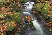 Kleine Ohe, mountain creek in autumn, fallen leaves of beech and maple, waterfall and and current of water, Bavarian Forest, National Park Bayerischer Wald, Bavaria