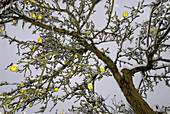 Snow-covered apple-tree, early snow in late autumn, onset of winter, yellow apples, traditional managed grassland with fruit trees, Franconia, Bavaria, Germany