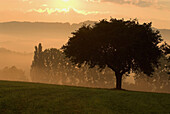Cherry tree and poplars, sunrise and morning mist in autumn, Franconian Switzerland, Bavaria, Germany