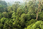 Tropical lowland rainforest, canopy, canopy, Bukit Bankirai, Kalimantan, Borneo, Indonesia