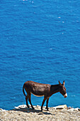 Donkey on the island of Folegandros, Cyclades, Greece