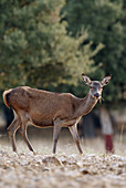 Female deer in Montes de Piedrabuena. Ciudad Real province, Castilla-La Mancha, Spain
