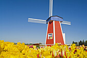 Windmill at Wooden Shoe Tulip Farm - Willamette Valley, Oregon