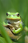 Common or eurpoean treefrog (Hyla arborea) sitting in the grass of a swamp. River Elbe, Lower Saxony. Germany