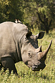 White Rhino with Red-Billed Oxpecker Birds