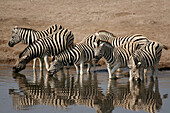 Zebras at waterhole, Etosha National Park. Namibia