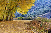 Dulce river gorge, Aragosa. Guadalajara province, Castilla-La Mancha, Spain