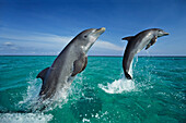 Delfine, Große Tümmler springen, Tursiops truncatus, Islas de la Bahia, Hunduras, Karibik