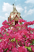 Blooming bougainvillea near a Buddhism temple, Bangkok, Thailand