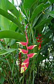 Heliconia, Thailand