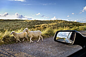 Sheep on a street, Ellenbogen, Sylt Island, Schleswig-Holstein, Germany