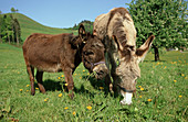 zwei Esel auf einer Wiese