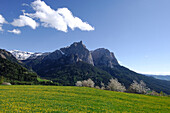 Blumenwiese und blühende Bäume unter blauem Himmel, Schlern, Südtirol, Italien, Europa