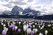 Flower meadow with crocuses under clouded sky, Plattkofel and Langkofel Mountains in background, Alpe di Siusi, South Tyrol (Alto-Adige), Italy, Europe