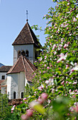 Blühender Apfelbaum und Kirchturm im Sonnenlicht, Dorf Tirol, Südtirol, Italien, Europa