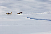 Zwei Pferdeschlitten in schneebedeckter Winterlandschaft, Seiser Alm, Südtirol, Italien, Europa