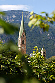 Blick über Weinreben auf einen Kirchturm, Terlan, Südtirol, Italien, Europa