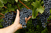 Eine Person hält reife Weintrauben in der Hand, Südtirol, Italien, Europa