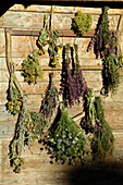 Drying herbs, Medicinal herbs, plants, organic farming, herbal farm, Pflegerhof Martha Mulser, South Tyrol, Italy