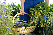 Medicinal herbs, plants, organic farming, South Tyrol, Italy