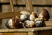 Close up of wild mushrooms, South Tyrolean speciality, Gastronomy, South Tyrol, Italy