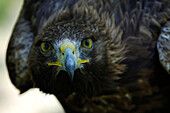 Golden eagle, bird of prey, wild animal, nature, South Tyrol, Italy