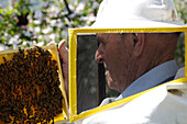Imker mit Bienenwabe, Bienenzüchter, Honigbienen, Südtirol, Italien