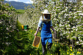 Imker mit Bienenwabe und Rauchapparat, Bienenzüchter, Honigbienen, Südtirol, Italien