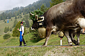 Kuh mit Glocke und Kopfschmuck bei Almabtrieb, Seiser Alm, Südtirol, Italien