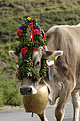Cow with bell and flower decorations, returning to the valley from the alpine pastures, Seiser Alm, South Tyrol, Italy