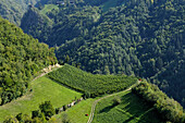 Mountain landscape with vineyards, Oachner trails, Voels am Schlern, Fiè allo Sciliar, South Tyrol, Italy