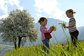 Zwei Mädchen auf einer Blumenwiese in den Bergen, Völs am Schlern, Südtirol, Italien, Europa