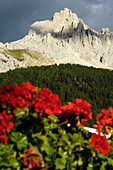 Rote Geranien vor Gebirge unter grauen Wolken, Latemar, Eggental, Dolomiten, Südtirol, Italien, Europa