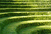 Grassy steps at the labyrinth garden at vineyard Kränzel, Burggrafenamt, Etsch valley, Val Venosta, South Tyrol, Italy, Europe