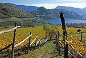 Autumn landscape, Lake Kaltern with vineyards, Kaltern an der Weinstrasse, South Tyrol, Italy
