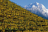 Vineyards and vines, Tscherms, Ifinger Mountain in the background, South Tyrol, Italy