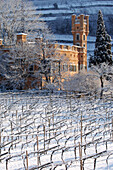 Weingut und Reblandschaft in Winter, St. Anton, Südtirol, Italien