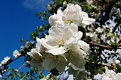 Apfelblüte im Frühling, Obstanbau, Landwirtschaft, Südtirol, Italien