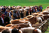 Haflinger Pferde bei einer Pferdeschau, Viehzucht, Landwirtschaft, Südtirol, Italien