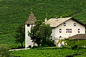 Weingut mit Weinberge, Strehlburg, Kurtatsch an der Weinstrasse, Südtirol, Italien