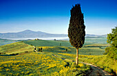 Landschaft mit Pinie unter blauem Himmel, Blick zum Monte Amiata, Val d'Orcia, Toskana, Italien, Europa