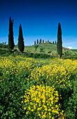 Gelbe Blumen vor Landhaus mit Zypressen, Val d'Orcia, Toskana, Italien, Europa