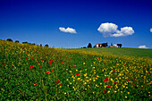 Blumenwiese und Landhaus unter blauem Himmel, Val d'Orcia, Toskana, Italien, Europa