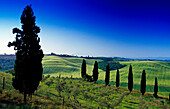 Landscape with cypresses under blue sky, Crete, Tuscany, Italy, Europe
