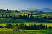 Landschaft mit Zypressen, Val d'Orcia, Toskana, Italien, Europa