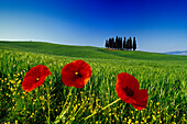 Mohnblumen vor Zypressen unter blauem Himmel, Val d'Orcia, Toskana, Italien, Europa