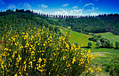 Blühender Ginster vor Zypressenallee, Toskana, Italien, Europa