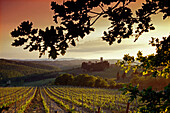 Blick über Weinberg bei Sonnenaufgang, Chianti Region, Toskana, Italien, Europa
